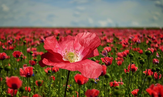 poppy 2447327 640